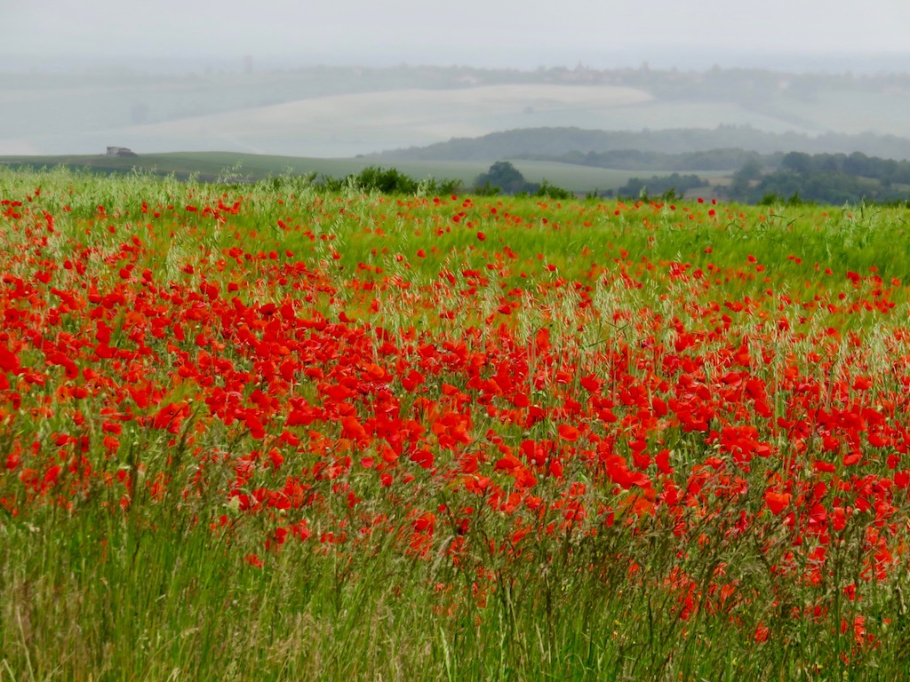Photograph of a field of poppies