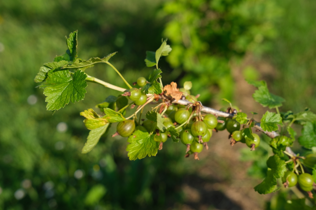 Photograph of berries ripening in the garden