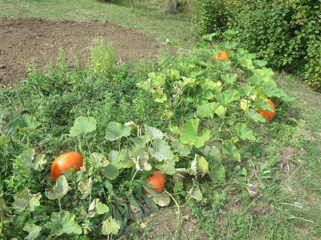 Photograph of pumpkins in the garden